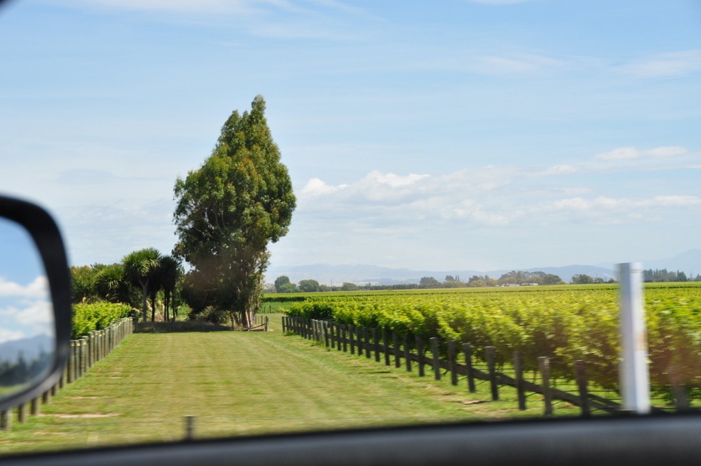 Driving from Picton to Blenheim was a great introduction to all the vineyards of the area. It was a very easy drive.